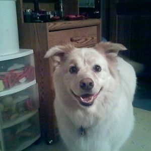 Meet your Posher, Leslie